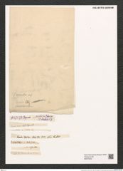 Eunotia diodon Ehr. (de-Toni-Nr.: Genus 104, Species 3172) Zeichnungen Sammlung Grunow (NHMW-BOT-W0375233)